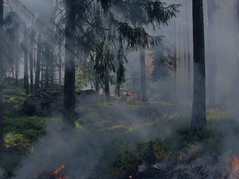 Can Wildfires Still Happen During the Winter?